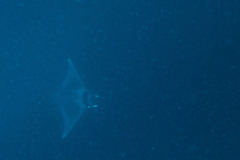 Mobula mobular