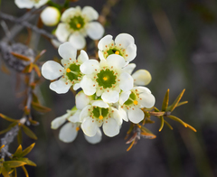 Chamelaucium megalopetalum