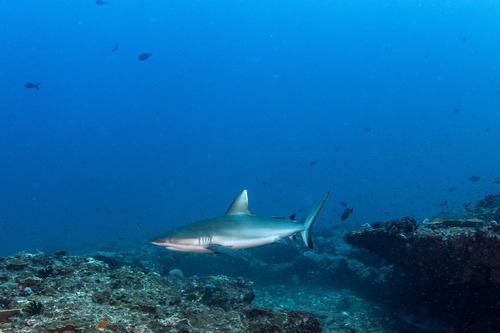 Grey Reef Shark