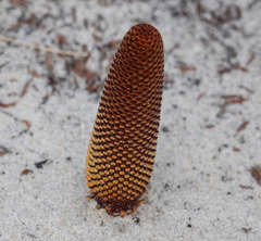 Banksia gardneri