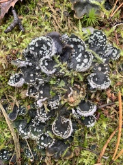 Peltigera extenuata