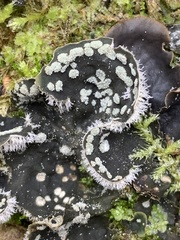 Peltigera extenuata