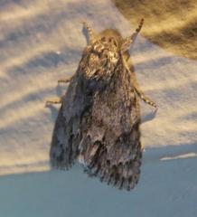 Acronicta rubricoma