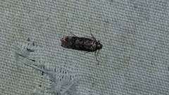 Chionodes thoraceochrella