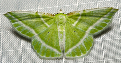 Dichorda iridaria