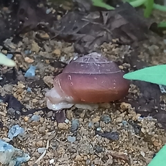 Quantula
