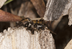 Habronestes bispinosus