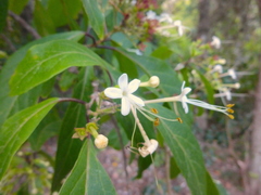 Clerodendrum floribundum