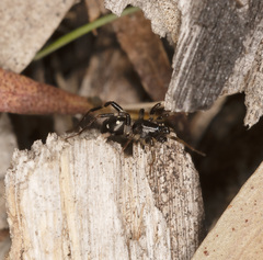 Habronestes bispinosus