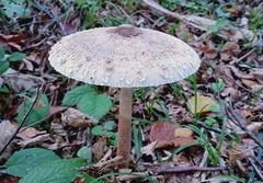 Macrolepiota procera