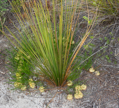 Petrophile prostrata