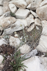 Antennaria rosea confinis