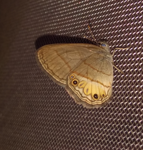 Splendeuptychia tupinamba