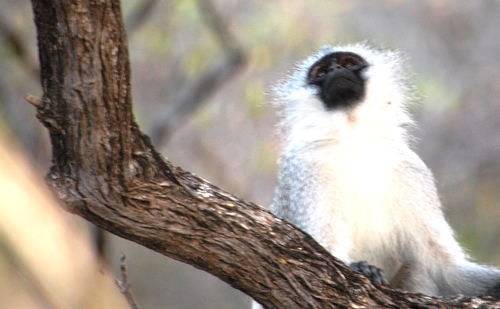 Vervet Monkey