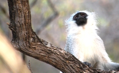 Vervet Monkey photo 5