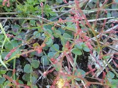 Gonocarpus micranthus micranthus