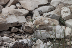 Antennaria rosea confinis