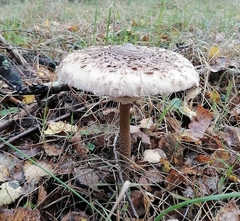 Macrolepiota procera