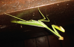 Stagmatoptera supplicaria