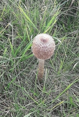 Macrolepiota procera