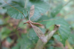 Tipula fulvipennis