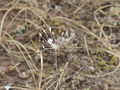 Allium inaequale
