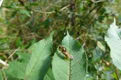 Cheilosia canicularis