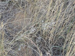 Allium inaequale