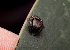 Simaethina
