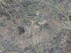 Allium inaequale