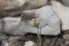 Antennaria rosea confinis