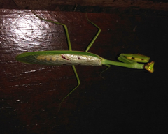 Stagmatoptera supplicaria