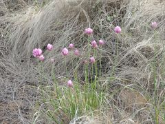 Allium inderiense