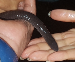 Dermophis mexicanus