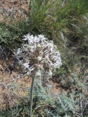 Allium tulipifolium