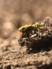 Physarum polycephalum