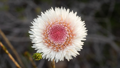 Actinodium cunninghamii