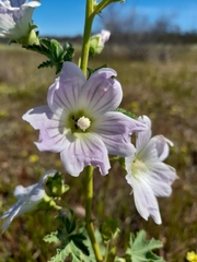 Malva weinmanniana