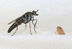 Ozodiceromyia notata