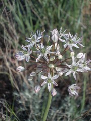 Allium tulipifolium