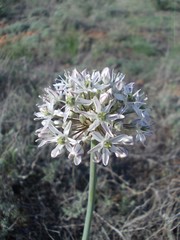 Allium tulipifolium