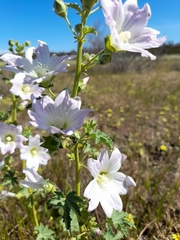 Malva weinmanniana