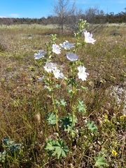 Malva weinmanniana