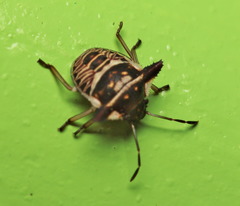 Alcimocoris coronatus