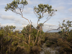 Eucalyptus pleurocarpa