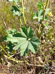 Malva weinmanniana