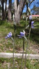 Thelymitra × truncata