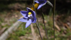 Thelymitra × truncata