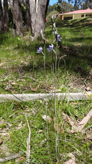 Thelymitra × truncata