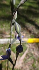 Thelymitra × truncata